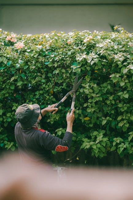 A gardener wearing a dark long-sleeve shirt, a wide-brimmed hat, and gloves is trimming a large, dense hedge with long-handled pruning shears. The hedge consists of lush green leaves with some pink fl